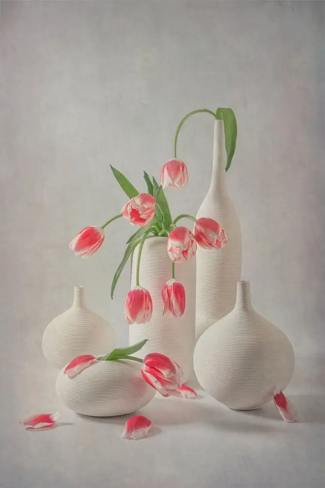 Jacobs, Lydia: Blühende rosa Tulpen