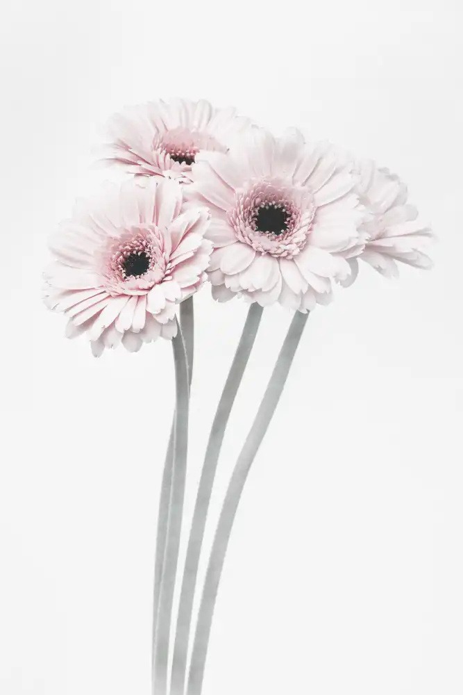 Studio, Pictufy: Fiori rosa