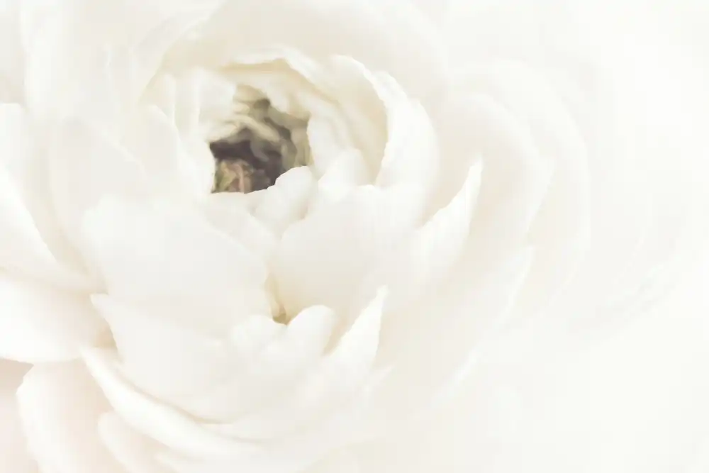 Studio, Pictufy: Weiße Blume 02