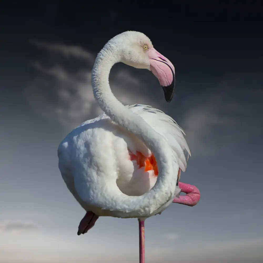 Caterina, Walter: In Pink We Trust