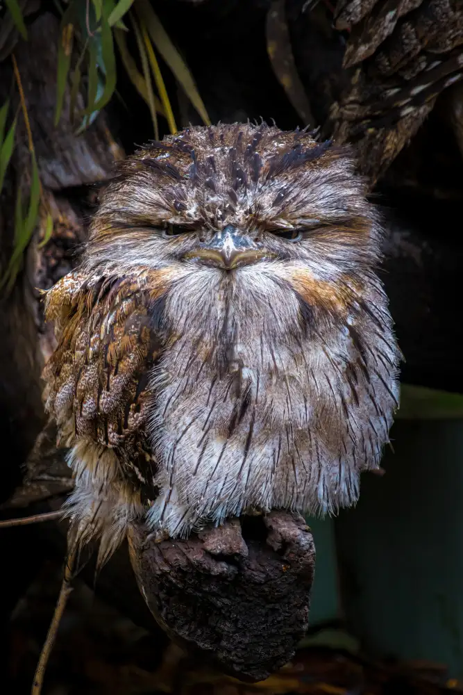 Leinemann, Ulrike: Grumpy Little Guy