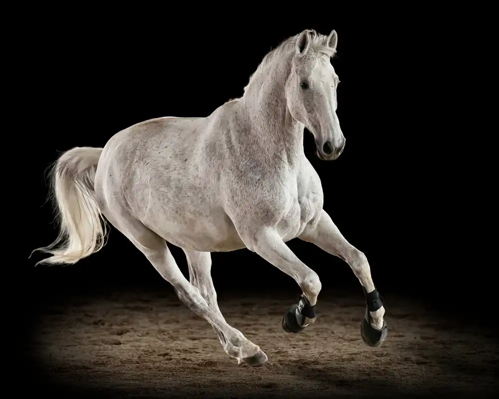 Leinemann, Ulrike: White Dancer