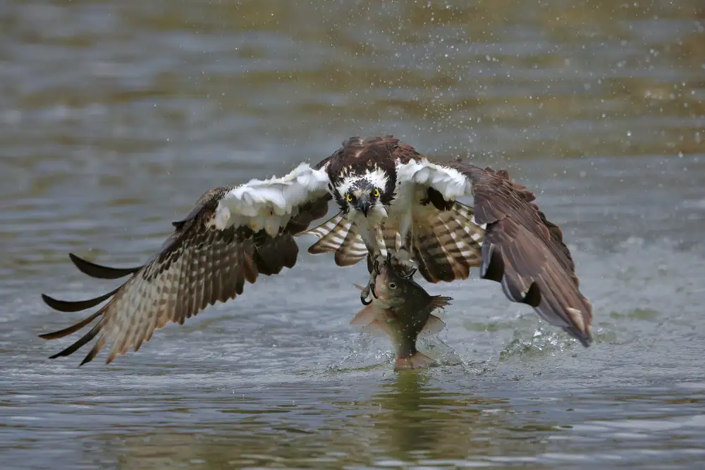 Lam, Gavin: Falco pescatore