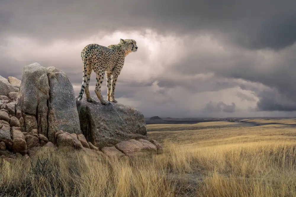 Egger, Marcel: CheetahView
