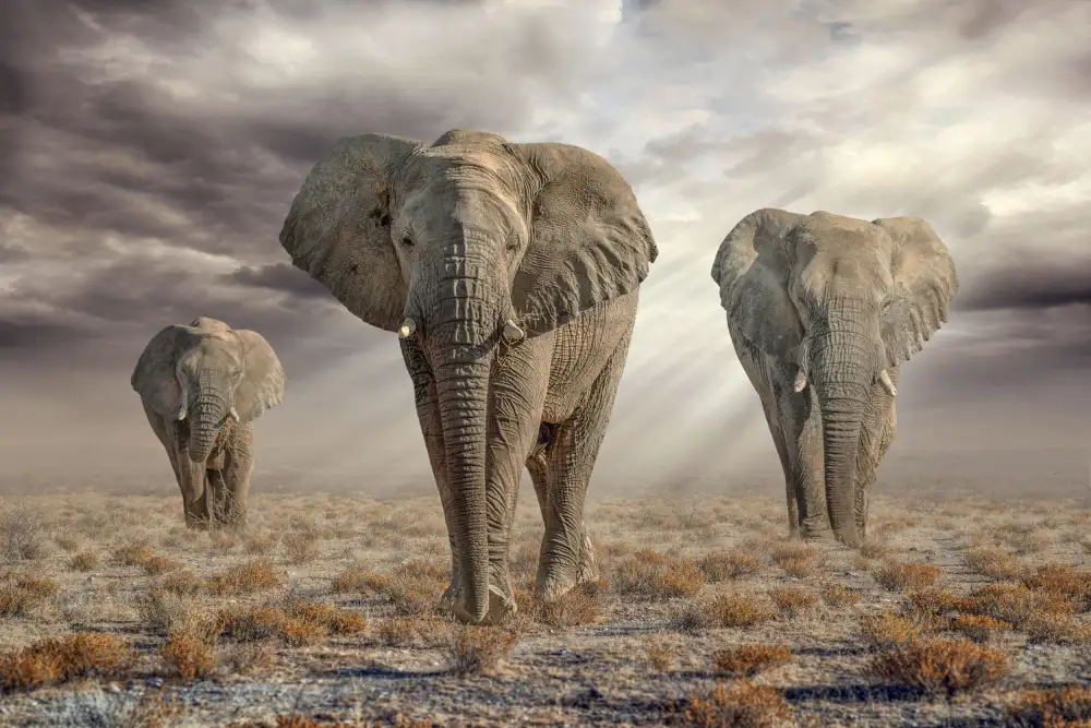 Egger, Marcel: Elefanti di Etosha