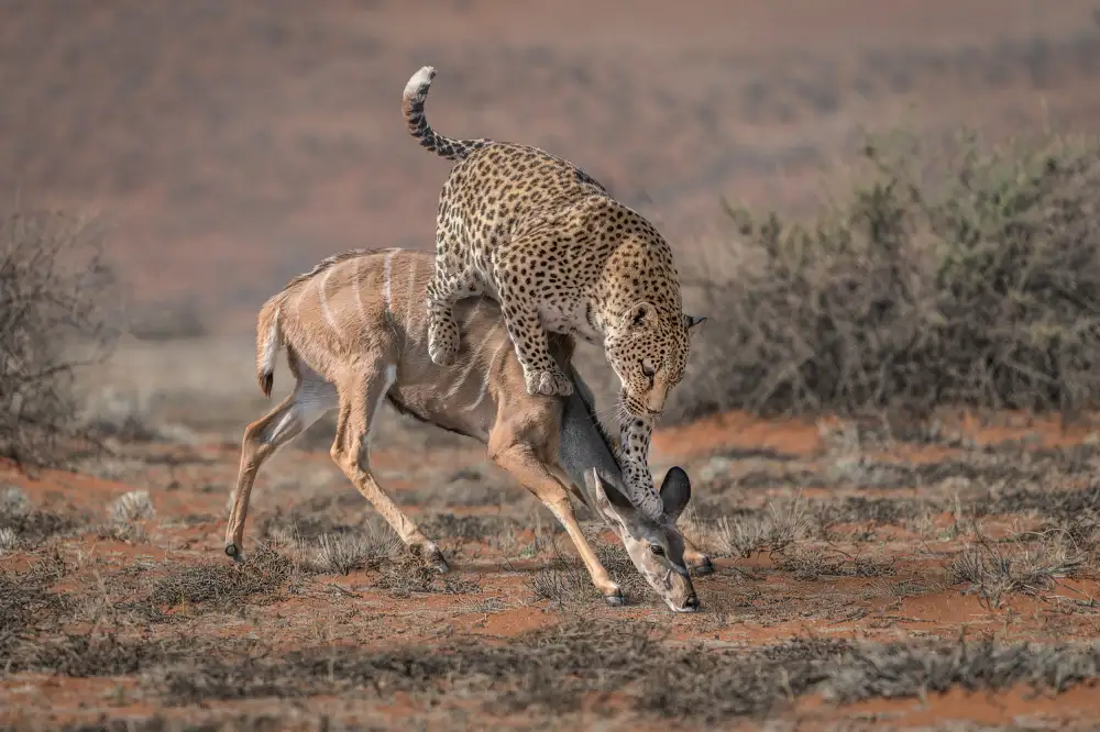 Egger, Marcel: Caccia al leopardo