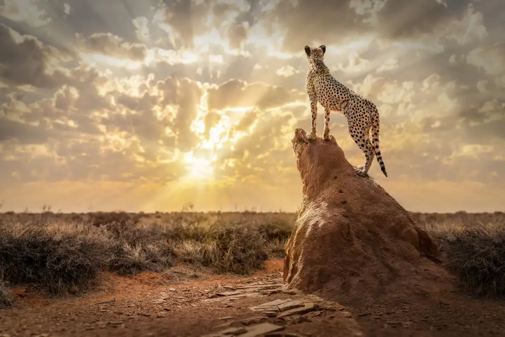 Egger, Marcel: SundownCheetah