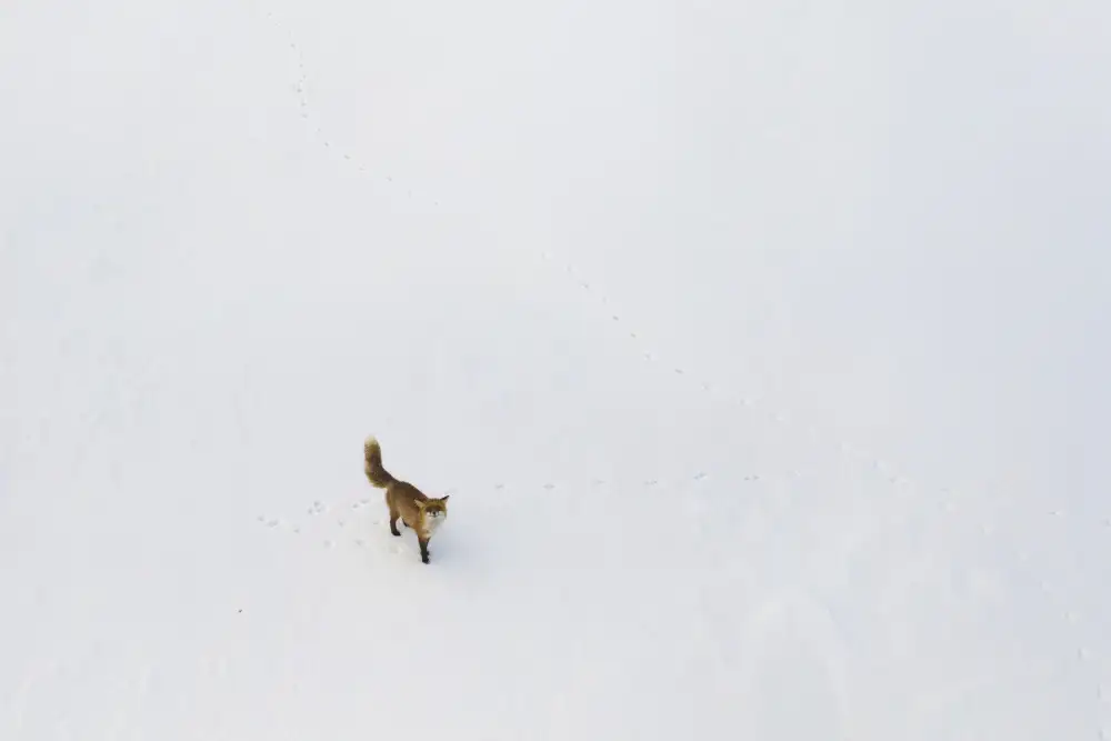 Doronin, Dmitry: Curious fox