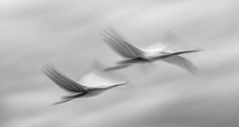 Berkovits, Dorit: Flying together
