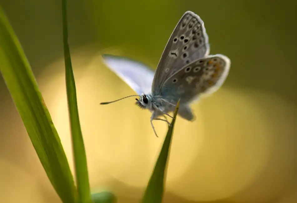 Thalin, Bee: Butterfly