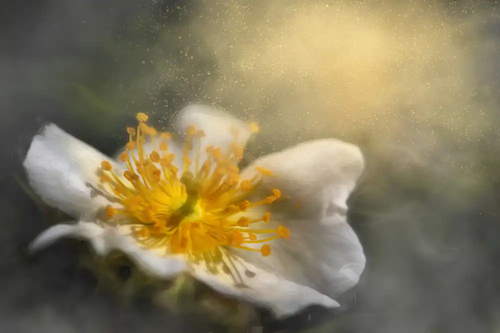 Kiral, Cicek: Dreaming