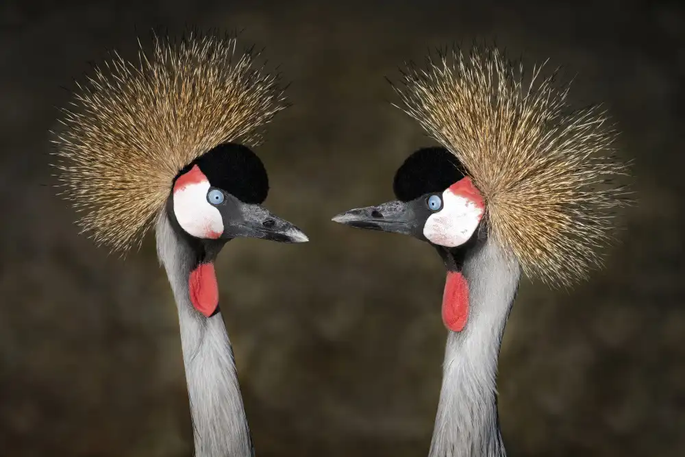 Guillemot, Mathilde: Cita con la grulla coronada gris