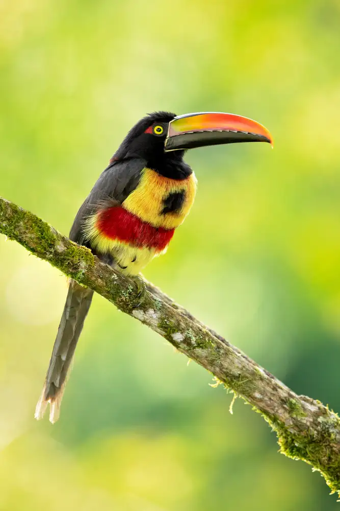 Zygmunt, Milan: Fiery-billed aracari