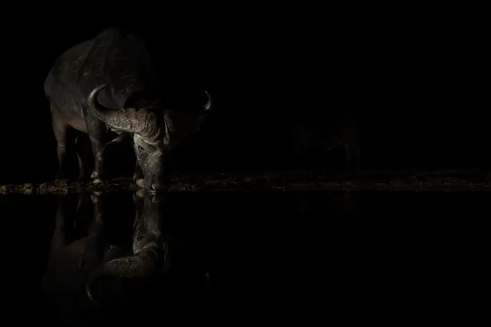 Michiels, Bart: Buffalo I