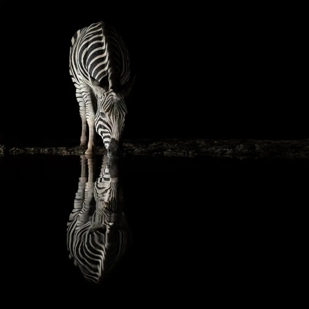 Michiels, Bart: Drinking Zebra