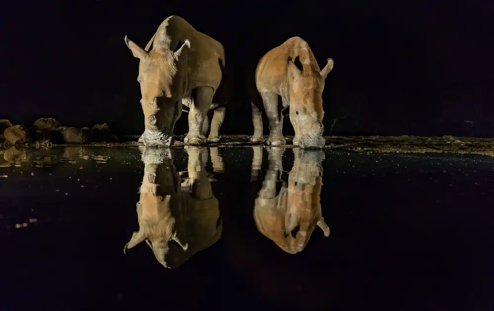 Lin, Ning: White Rhinos