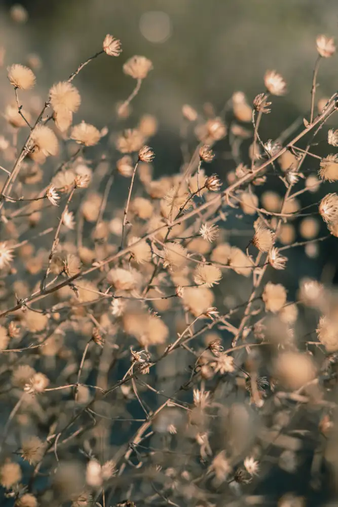 Studio, Pictufy: Fleurs de plage_003