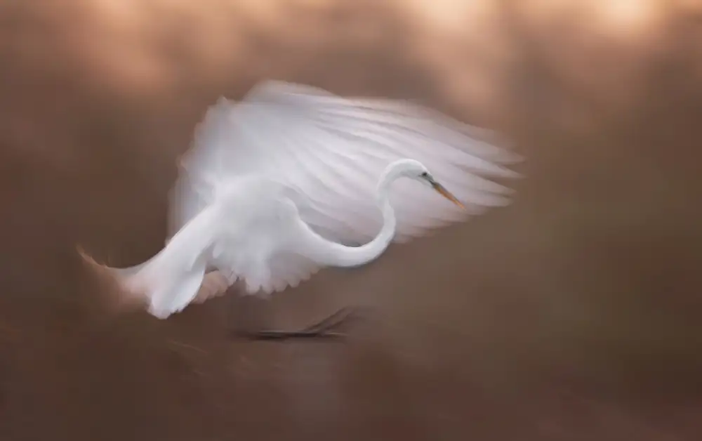 Wei, &amp Shi: Flying in the dawn