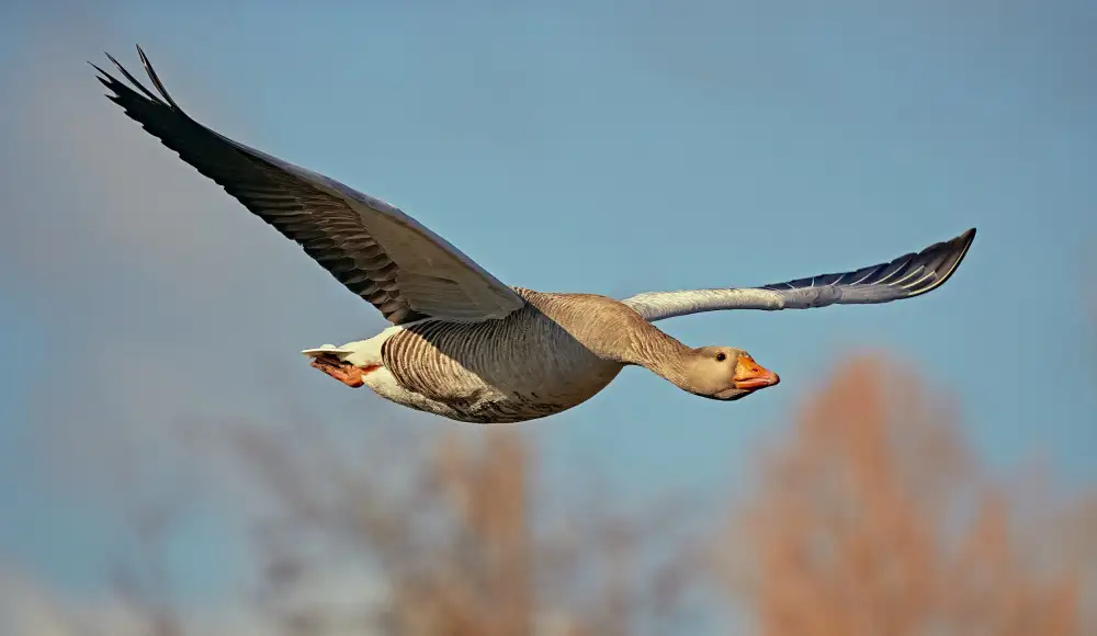 Williams, Stuart: Volo mattutino