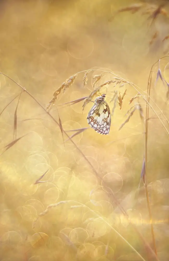 Helden, van Elisabeth: Sprinkle