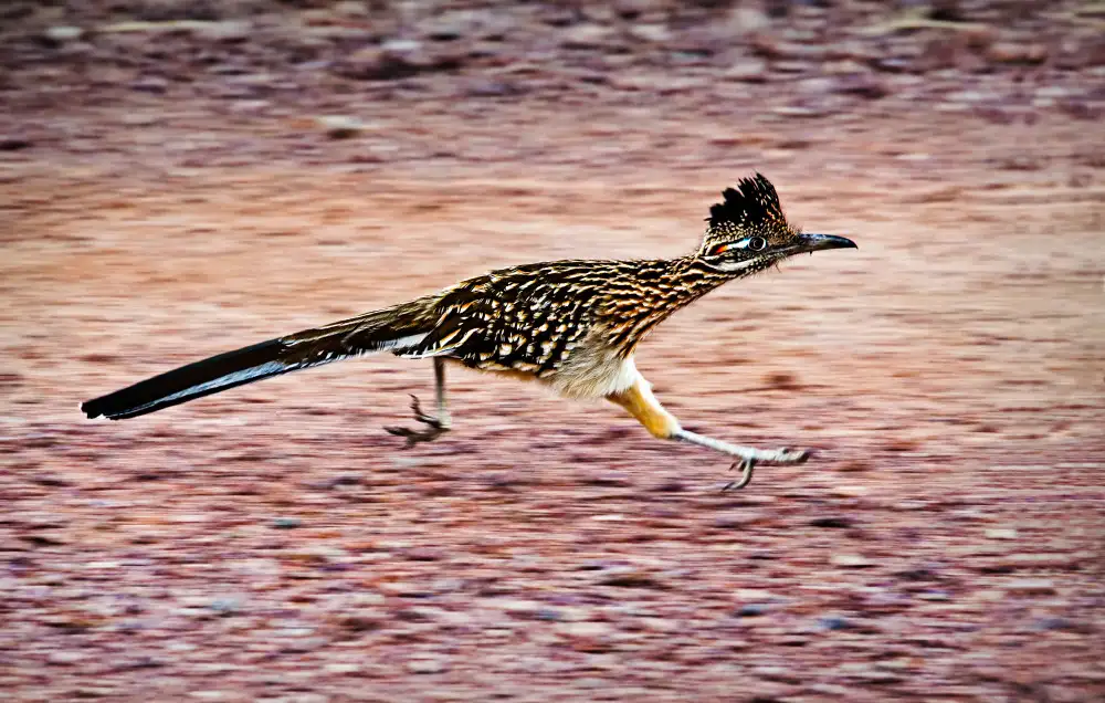 Fan, John: Correcaminos