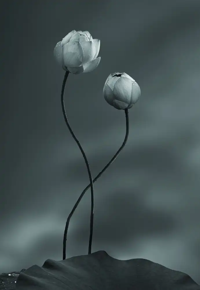 大河, wei: Lotus