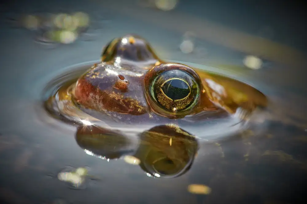 Balzer, Bodo: Moor frog watching you