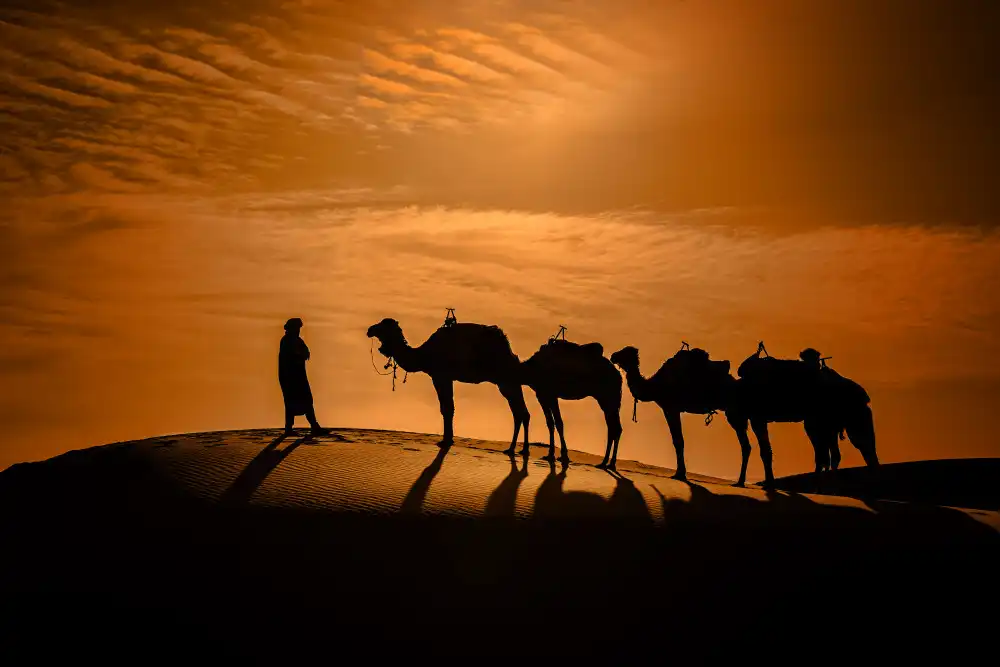 Raskin, Moris: Camel in the desert at sunset