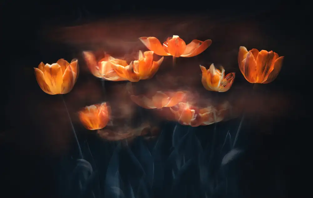 Catherine, W.: Tulips on Fire
