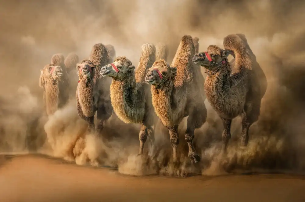 Egger, Marcel: DesertRun