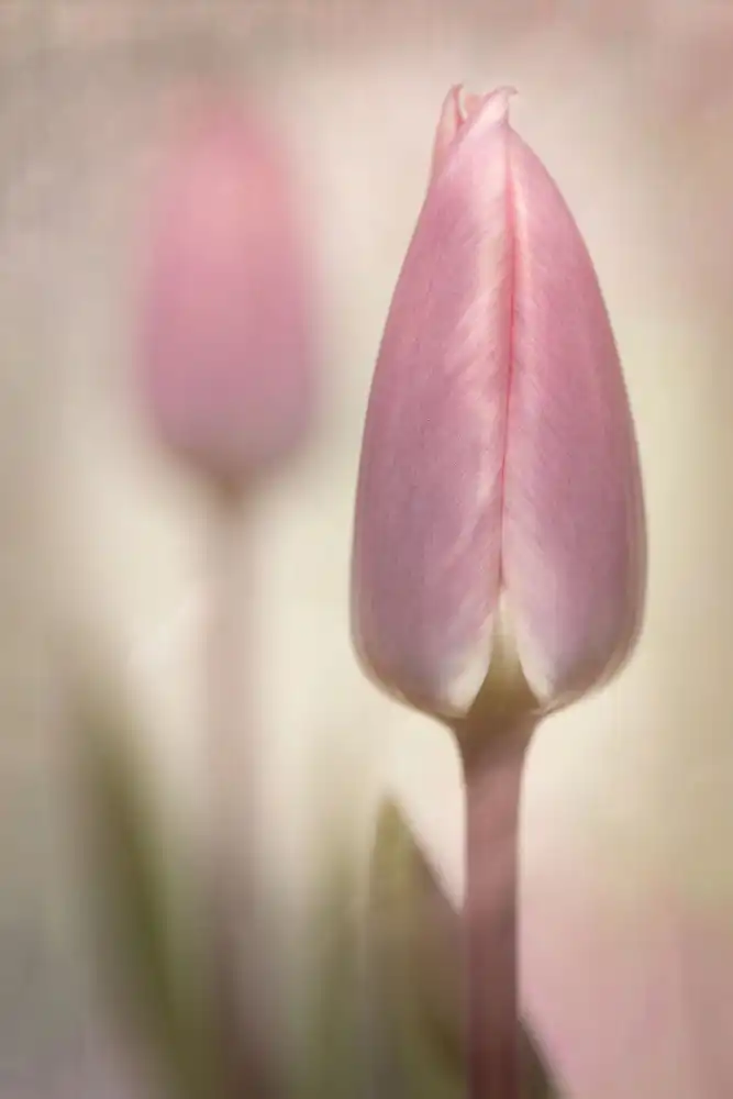 Williams, Sharon: Pink Tulips