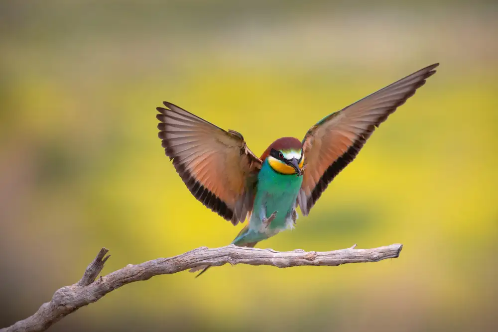 Goran, Tony: Mr. Bee-eater