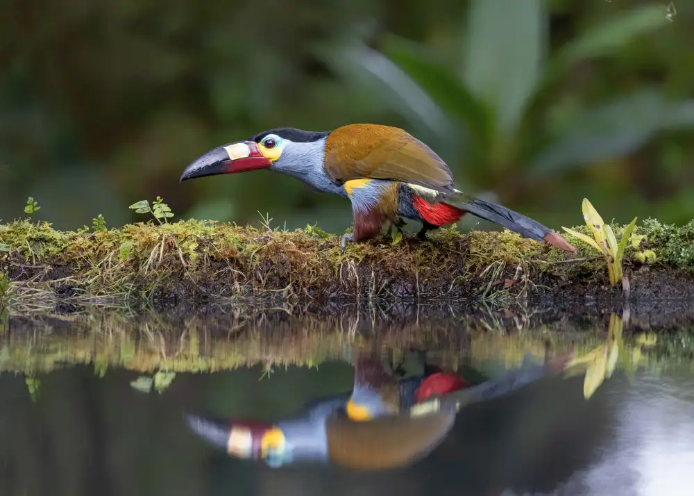 Wei, and Siyu: Tucán y reflejo
