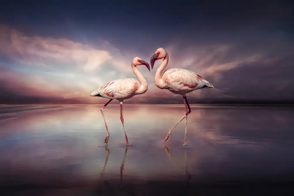 Egger, Marcel: FlamingoLove
