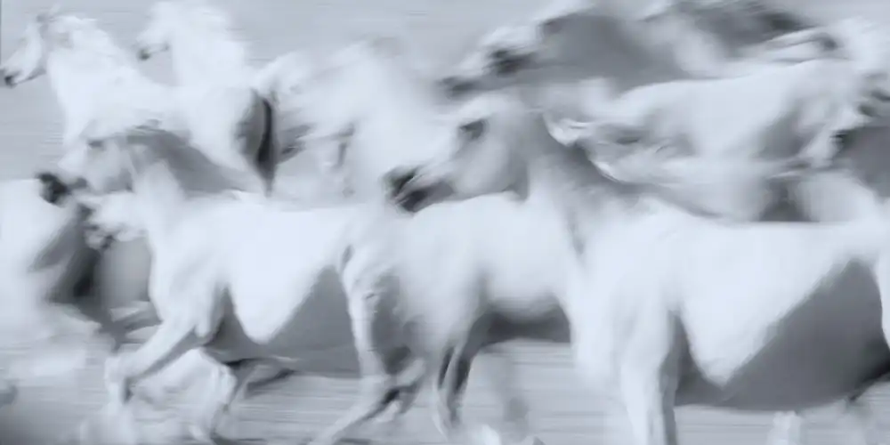 Leinemann, Ulrike: Herd of White Arabian Mares