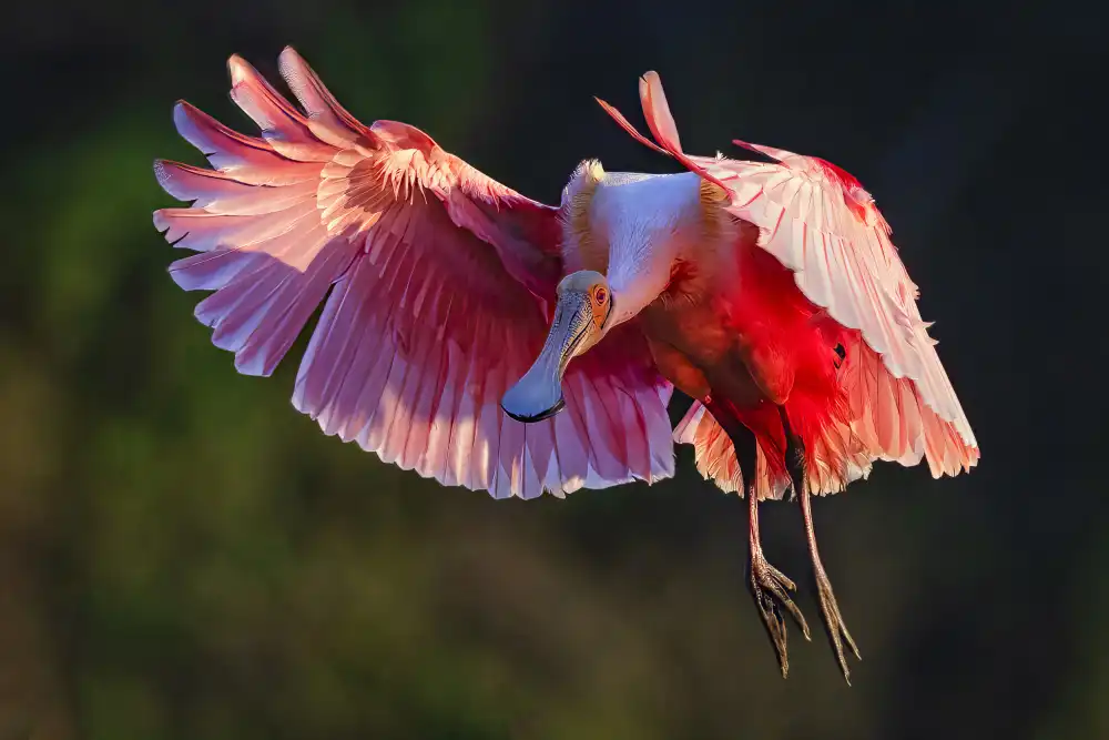 Zheng, Michael: Spoonbill růžový
