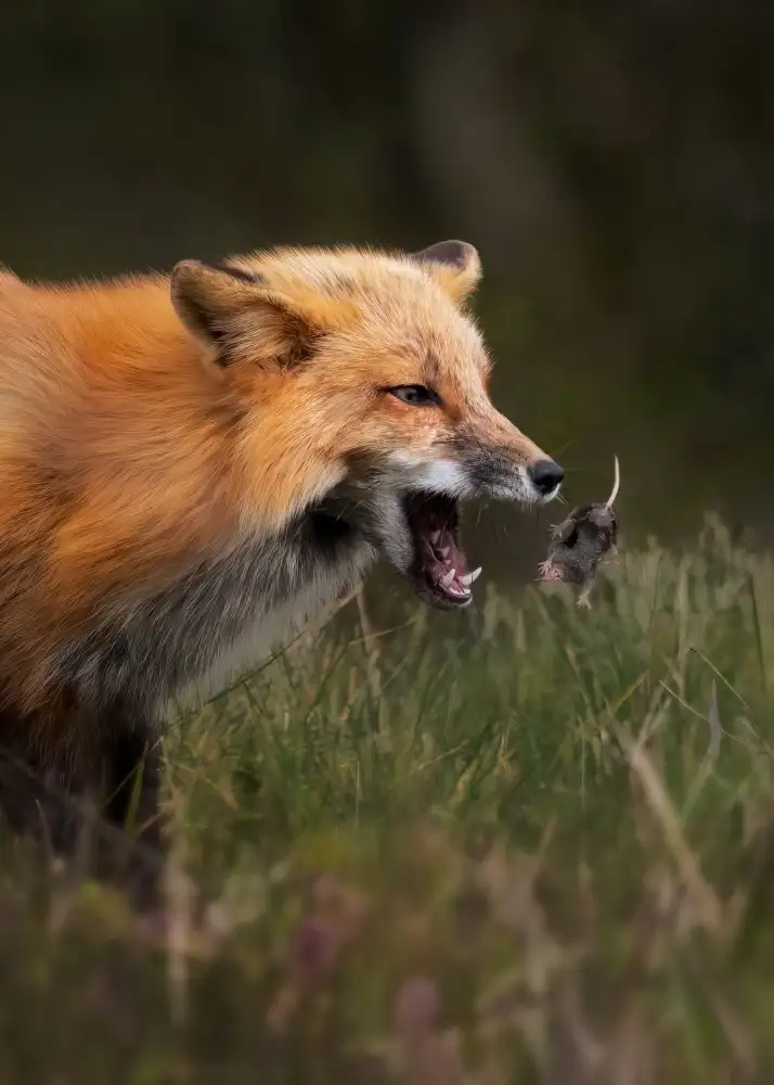 Xiao, Hanping: Fuchs spielt mit der Maus