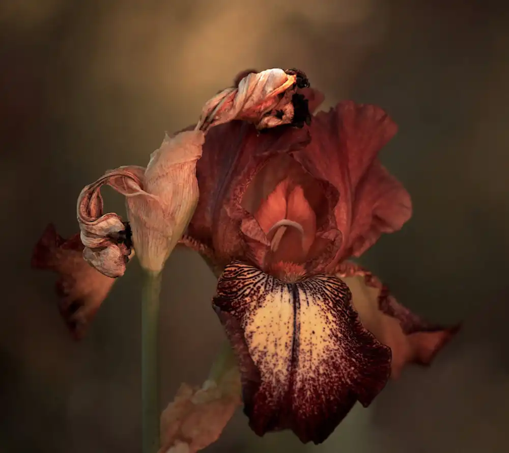 Wechsler, Robin: An Iris in Spring