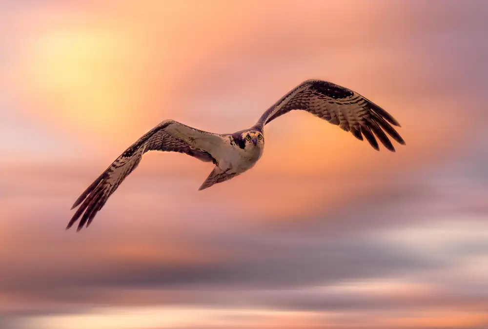 Lu, Ling: Falco pescatore volante