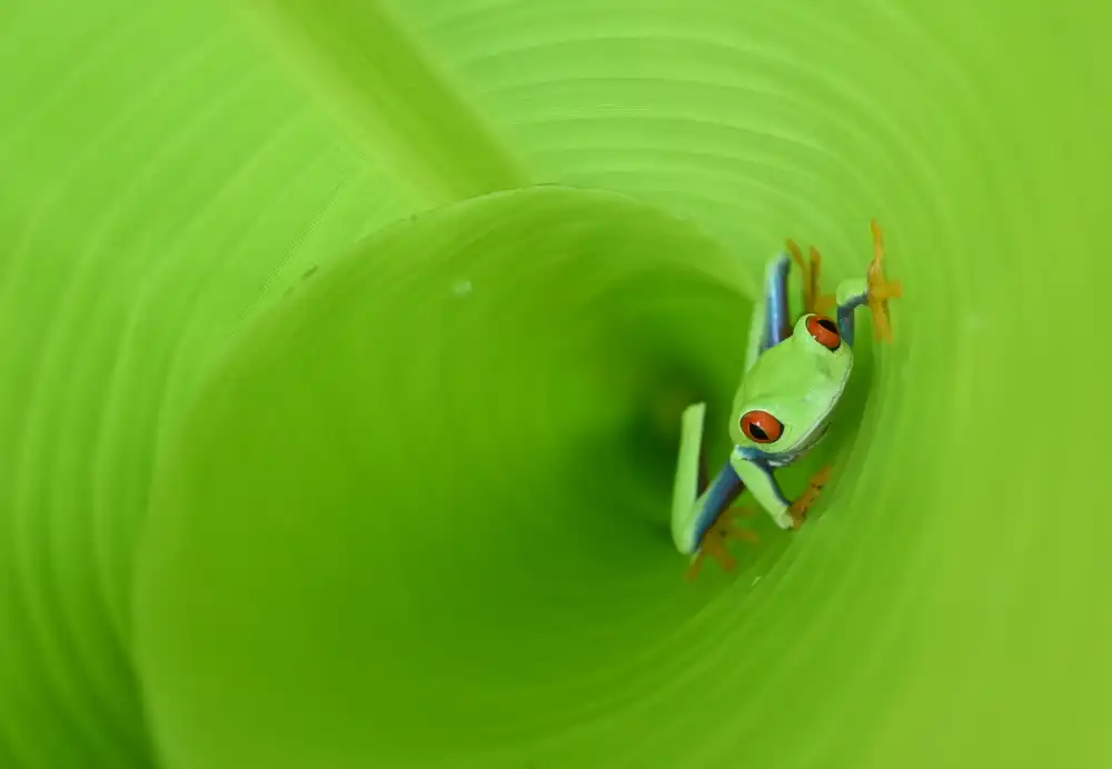 Aditya, Rawisyah: On the tunnel leaf