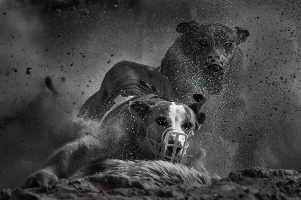Michiels, Bart: Running dogs I