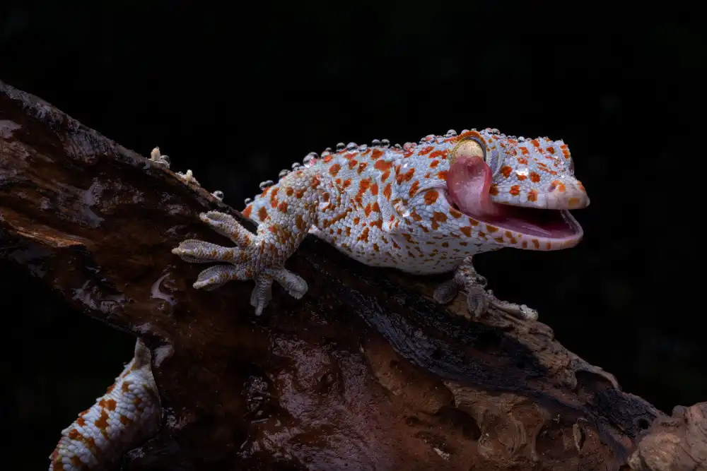 Suhardjo, Lisdiyanto: Usměvavý Gecko