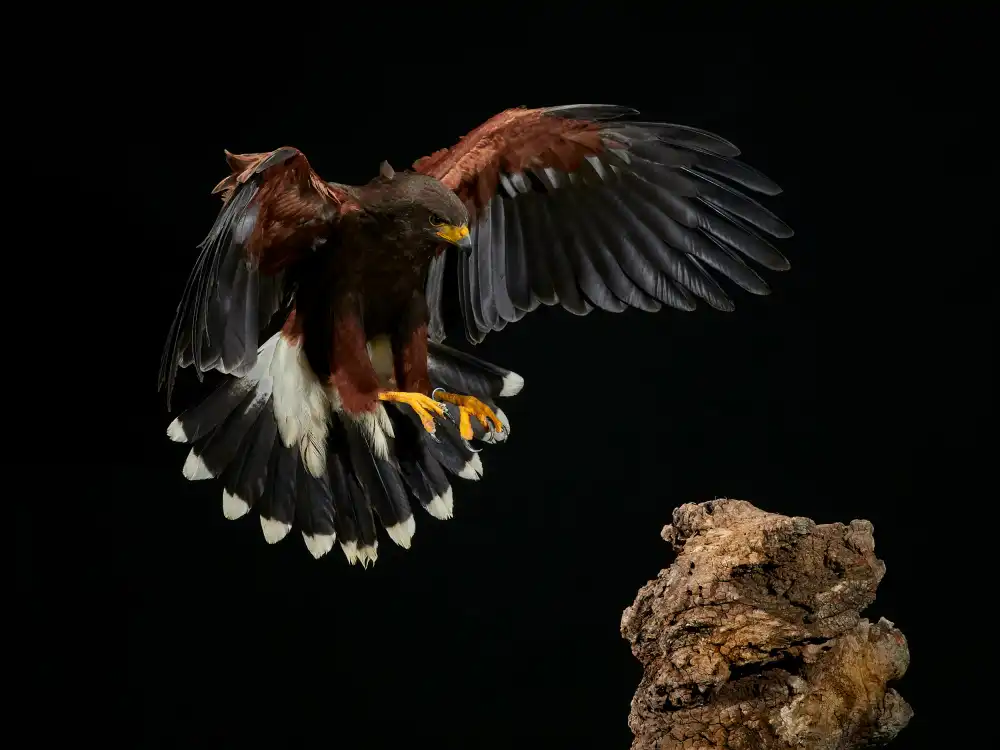 Parra, A. Jose: Landing