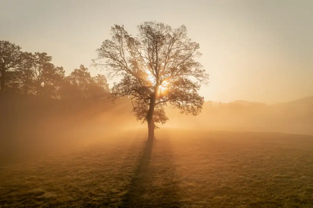 Krivec, Ales: Lonely tree