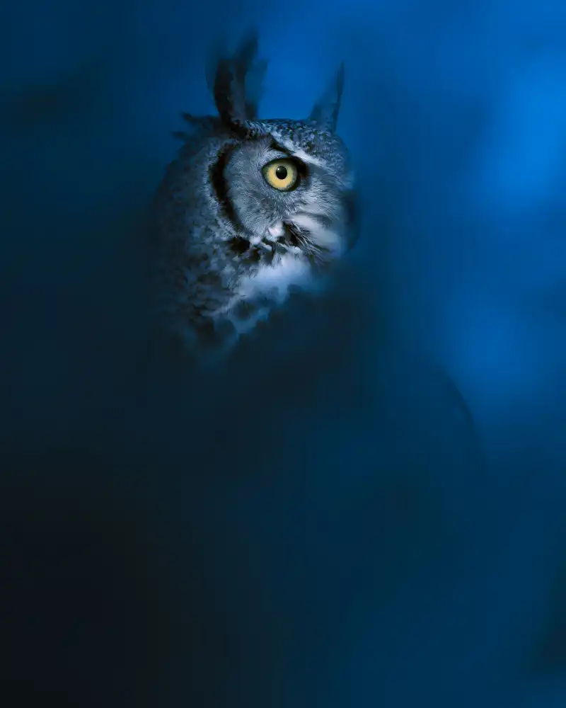 Sobhi, Ahmed: Blue