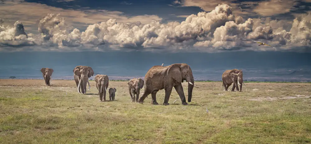 Sink, C. Jeffrey: Il paese delle meraviglie dell'Amboseli