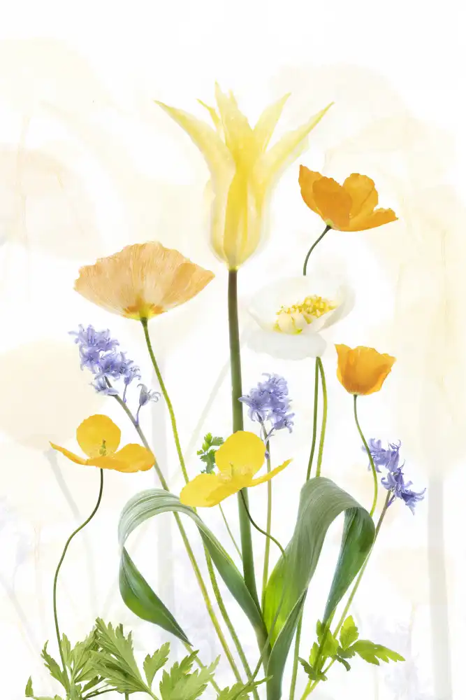 Williams, Sharon: Spring Splendour