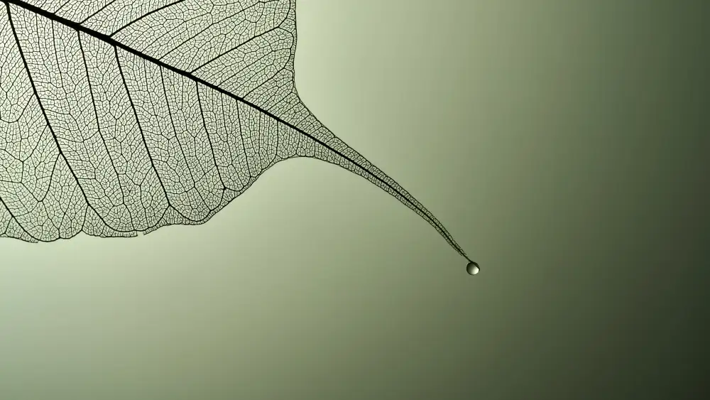 Sokac, Drazen: Detailss