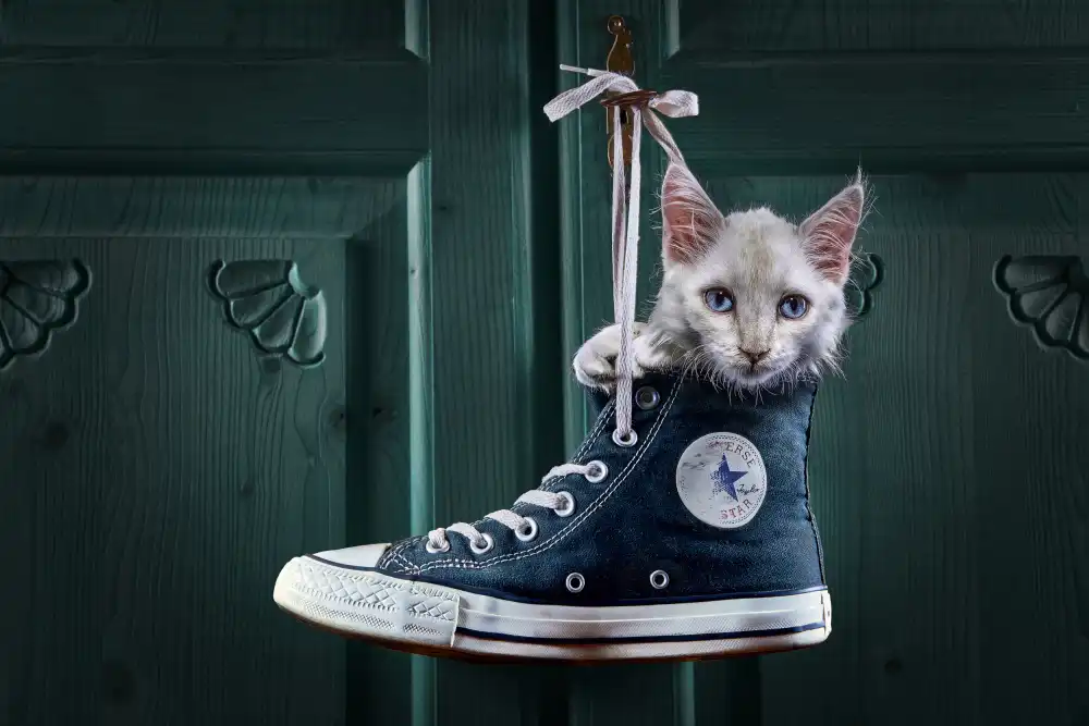 Egger, Marcel: CatShoe