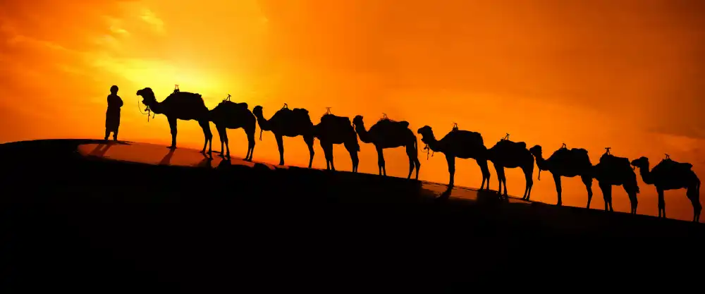Raskin, Moris: Camel on the desert  sunset